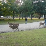 奈良公園の鹿