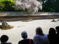 At Ryoan Temple whose rock garden is world-famous.